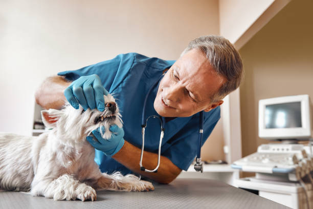 Best Urgent Dental Care in Solana, FL